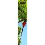Accessoire De Scie à Perche Pour équipements Extérieurs Polyvalents
