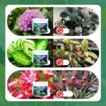 ameliorez votre jardin avec notre activateur de sol 200g fertilizer 957 1