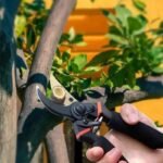 Ciseaux De Jardin Ergonomiques Et Durables Pour Des Coupes Précises