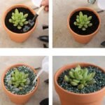 durable mini red flower pots for vibrant plant growth 301 1