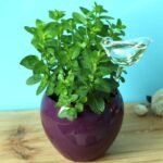 Ampoules en verre pour plantes à arrosage automatique
