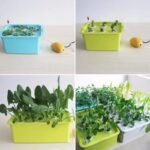 Kit hydroponique facile pour une croissance rapide des plantes d’intérieur