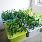 Kit Hydroponique Facile Pour Une Croissance Rapide Des Plantes D’intérieur