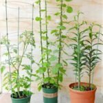 etagere trellis pour soutenir vos plantes et favoriser leur croissance plant support 661 1