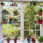 étagères En Acrylique Transparent Pour Plantes De Fenêtres élégantes