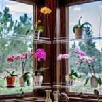 étagères En Acrylique Transparent Pour Plantes De Fenêtres élégantes