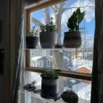 étagères En Acrylique Transparent Pour Plantes De Fenêtres élégantes