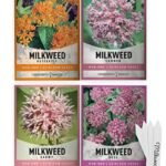 Faites Pousser Des Plantes à Lait Pour Les Papillons Monarques