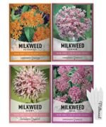 faites pousser des plantes a lait pour les papillons monarques 324 1