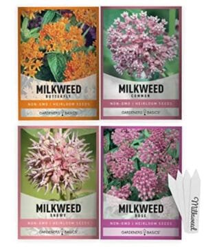 Faites Pousser Des Plantes à Lait Pour Les Papillons Monarques