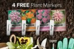 faites pousser des plantes a lait pour les papillons monarques 443 1