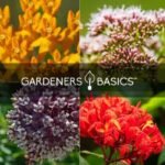 faites pousser des plantes a lait pour les papillons monarques 508 1