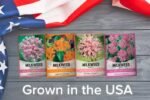 faites pousser des plantes a lait pour les papillons monarques 958 1