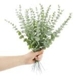 Feuilles D’eucalyptus Artificielles Pour Une Décoration élégante