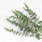 Feuilles D’eucalyptus Artificielles Pour Une Décoration élégante