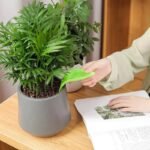 Entonnoir D&rsquo;arrosage élégant Et Pratique Pour Un Jardinage Impeccable