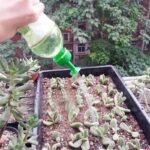 Pointe d&rsquo;arrosage de jardin pour un entretien facile des semis et des plantes.