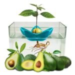 hydroponic avocado growing bowl for easy pit success 592 1