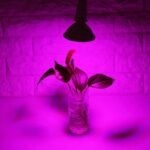 Lampe De Culture Led à Spectre Complet Pour Toutes Les étapes De Croissance