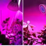 Lampe De Culture Led à Spectre Complet Pour Toutes Les étapes De Croissance