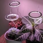 Lampe De Culture Led Angel Ring Pour Plantes D&rsquo;intérieur