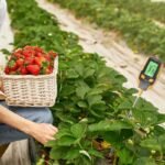 Mesurez L&rsquo;humidité Et L&rsquo;alcalinité Pour Vos Plantes Avec Le Soil Meter