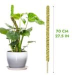 Moss Pole Flexible Pour Pothos Et Plantes Grimpantes écologiques