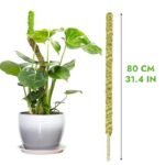 Moss Pole Flexible Pour Pothos Et Plantes Grimpantes écologiques
