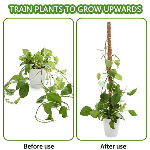 Tuteur En Coco Coir Flexible Pour Plantes Grimpantes 9 Poteau de mousse pour Philodendron avant et après
