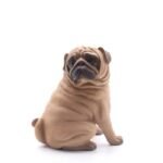 Ornements De Chien : Décoration Charmante Pour Votre Maison