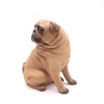 Ornements De Chien : Décoration Charmante Pour Votre Maison