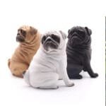 Ornements De Chien: Décoration Charmante Pour Votre Maison