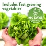 Pack De Graines De Légumes D’hiver Pour Votre Jardin Maison
