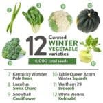 Pack De Graines De Légumes D’hiver Pour Votre Jardin Maison
