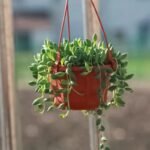panier suspendu en plastique pour fleurs et plantes vertes hanging pot 260 1