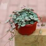 panier suspendu en plastique pour fleurs et plantes vertes hanging pot 766 1
