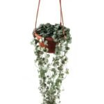 panier suspendu en plastique pour fleurs et plantes vertes hanging pot 948 1