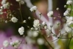 Paquet De Graines De Fleurs : 1000 Semences Pour Un Jardin éblouissant