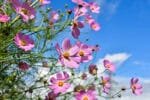 Paquet De Graines De Fleurs: 1000 Semences Pour Un Jardin éblouissant