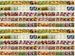 Paquet De Graines De Fleurs : 1000 Semences Pour Un Jardin éblouissant