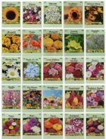 Paquet De Graines De Fleurs : 1000 Semences Pour Un Jardin éblouissant