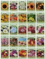 Paquet De Graines De Fleurs: 1000 Semences Pour Un Jardin éblouissant - 25