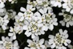 Paquet De Graines De Fleurs : 1000 Semences Pour Un Jardin éblouissant