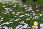 Paquet De Graines De Fleurs : 1000 Semences Pour Un Jardin éblouissant