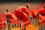Paquet De Graines De Fleurs : 1000 Semences Pour Un Jardin éblouissant