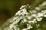 Paquet De Graines De Fleurs : 1000 Semences Pour Un Jardin éblouissant