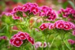 Paquet De Graines De Fleurs : 1000 Semences Pour Un Jardin éblouissant