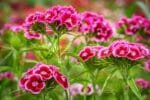 Paquet De Graines De Fleurs: 1000 Semences Pour Un Jardin éblouissant