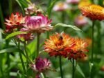 Paquet De Graines De Fleurs : 1000 Semences Pour Un Jardin éblouissant