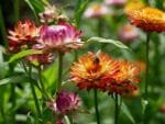 Paquet De Graines De Fleurs: 1000 Semences Pour Un Jardin éblouissant